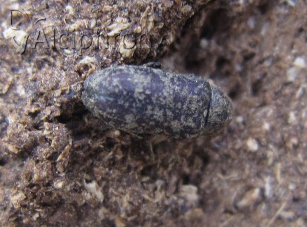 Xestobium rufovillosum