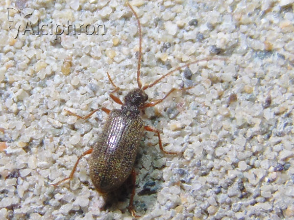 Ptinus rufipes