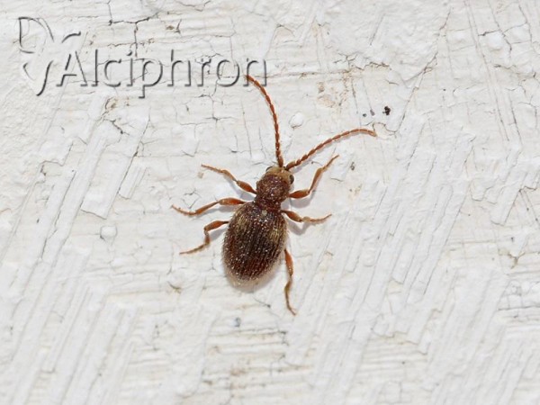 Ptinus dubius