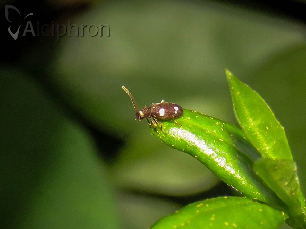 Ptinus sexpunctatus