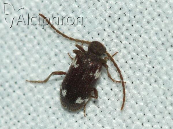 Ptinus sexpunctatus
