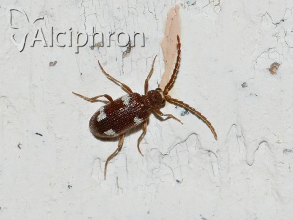 Ptinus sexpunctatus