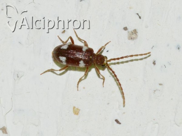 Ptinus sexpunctatus