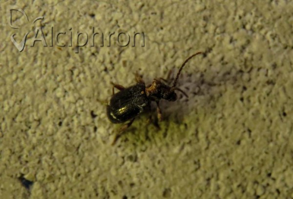 Ptinus variegatus