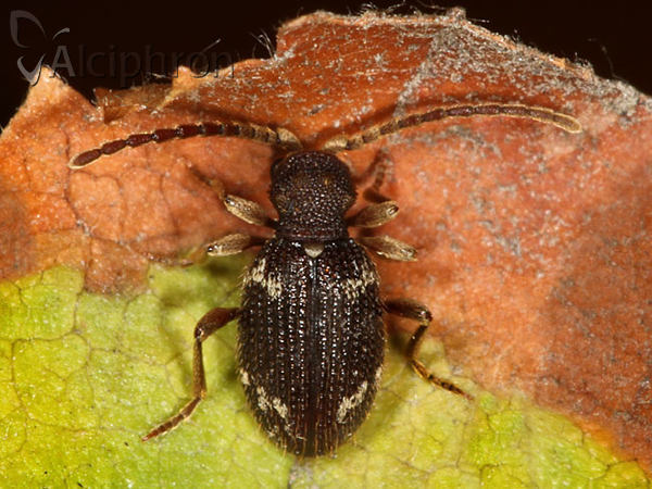 Ptinus calcaratus
