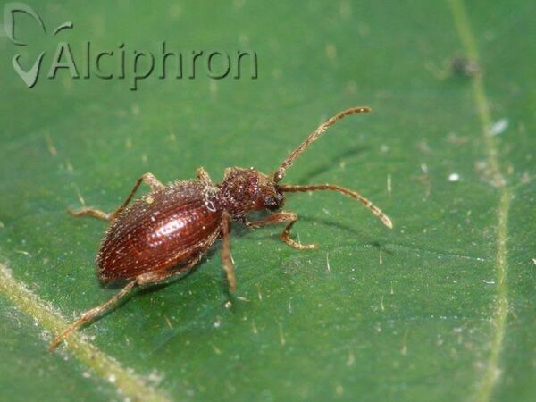 Ptinus latro