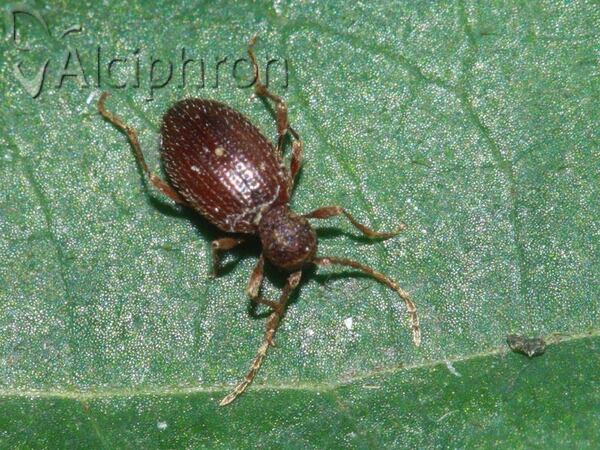 Ptinus latro
