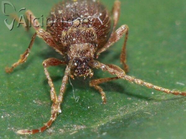 Ptinus latro