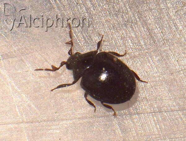Caenocara affine