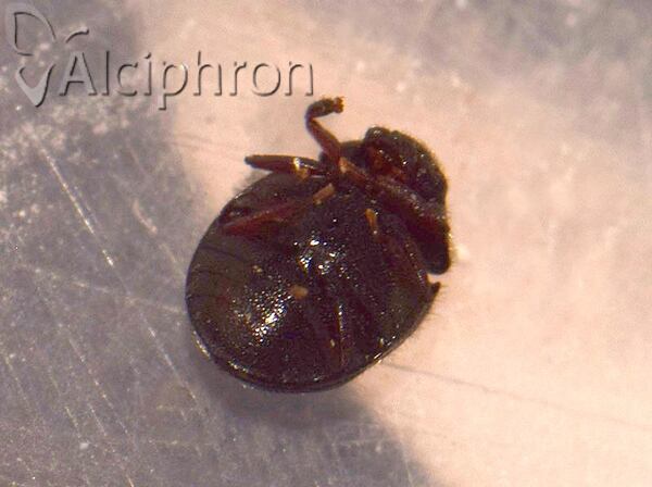 Caenocara affine