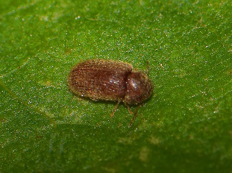 Stegobium paniceum