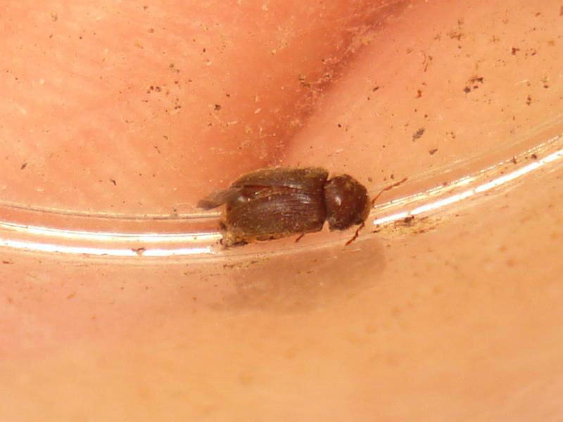 Stegobium paniceum