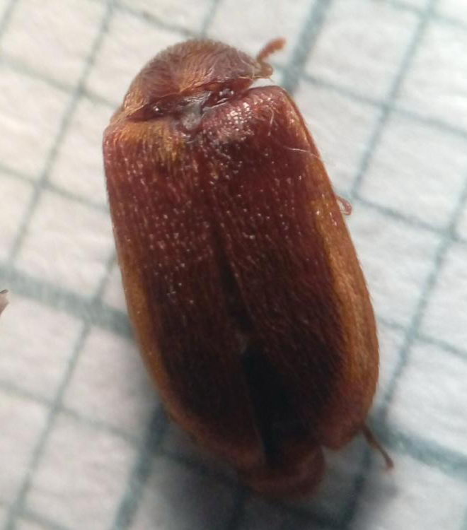 Stegobium paniceum