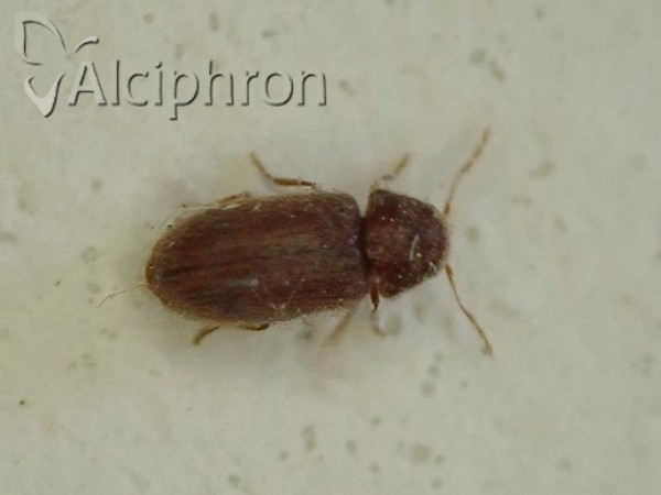 Stegobium paniceum
