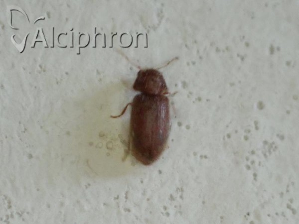 Stegobium paniceum