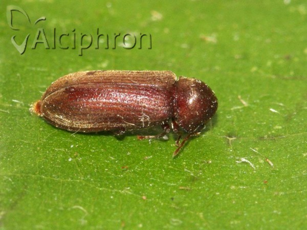 Oligomerus ptilinoides