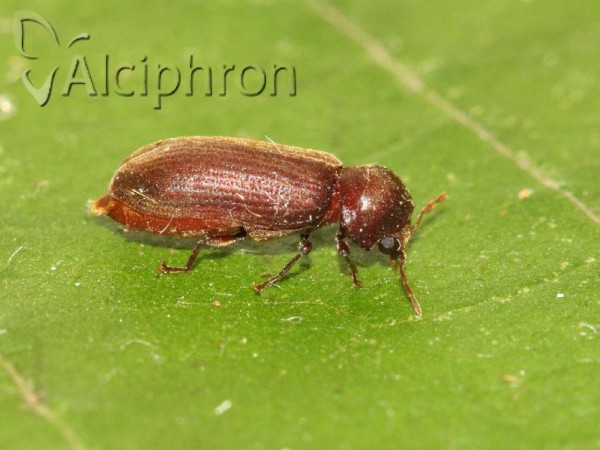 Oligomerus ptilinoides