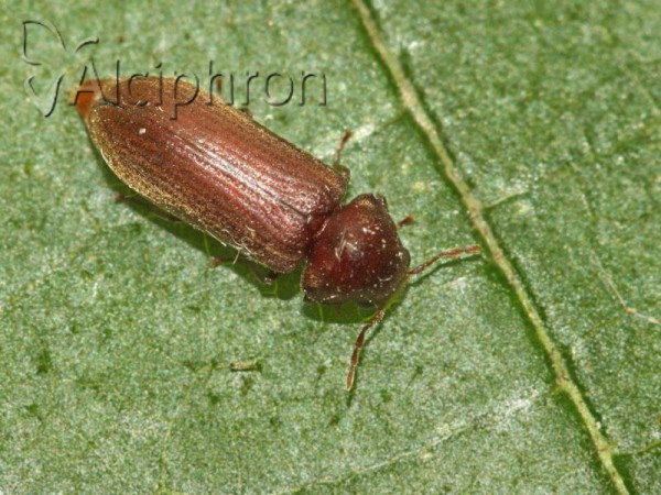 Oligomerus ptilinoides