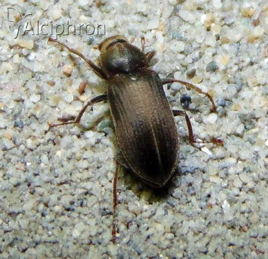 Gastrallus laevigatus