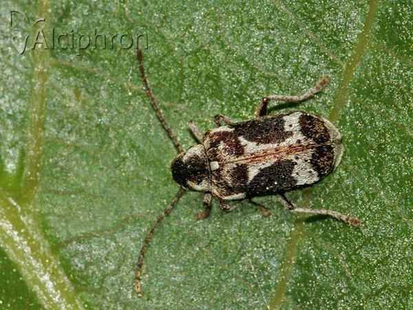 Ptinomorphus imperialis