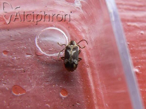 Ptinomorphus imperialis