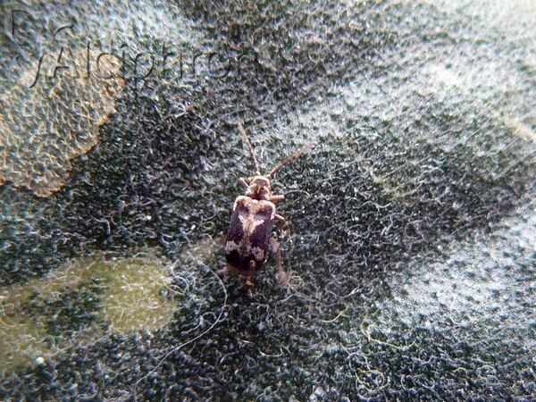 Ptinomorphus imperialis