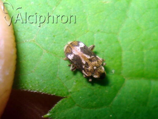 Ptinomorphus imperialis