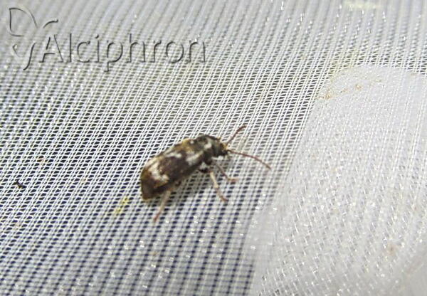 Ptinomorphus regalis