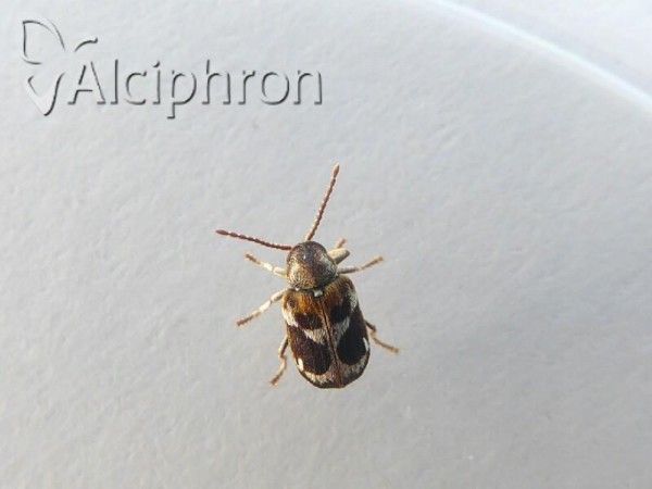 Ptinomorphus regalis