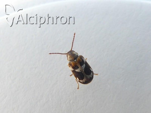 Ptinomorphus regalis