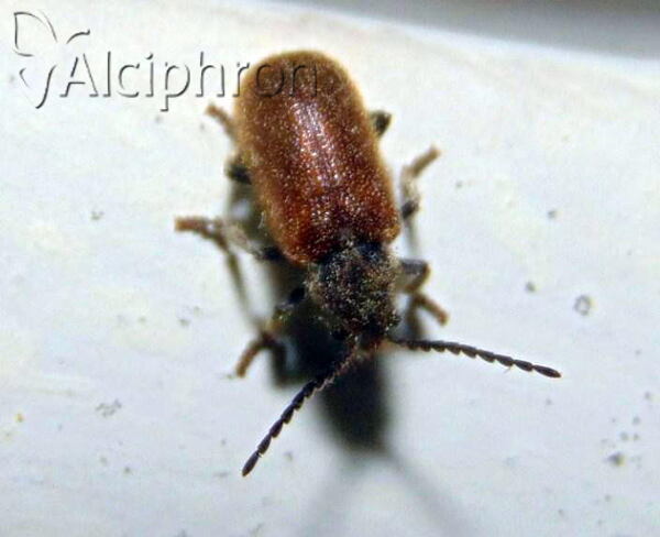 Hedobia pubescens