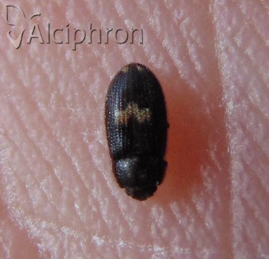 Biphyllus lunatus