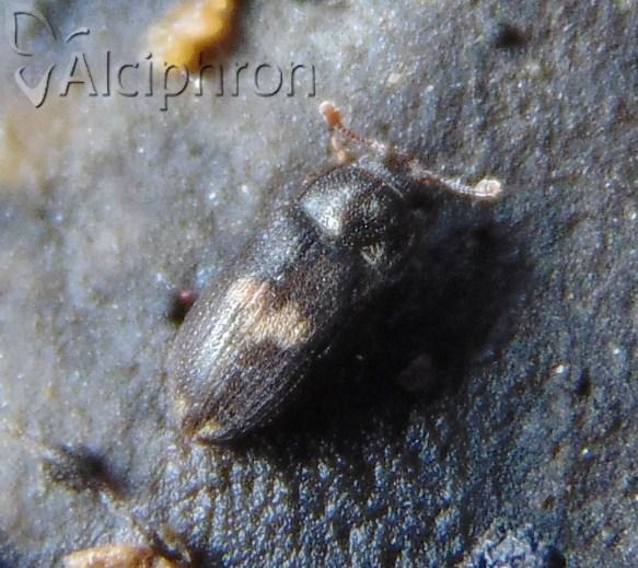 Biphyllus lunatus