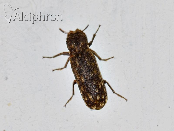 Lichenophanes varius