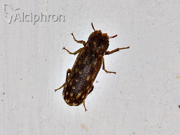 Lichenophanes varius