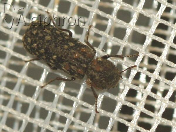 Lichenophanes varius