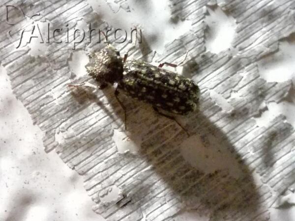 Lichenophanes varius