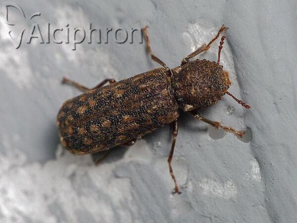 Lichenophanes varius