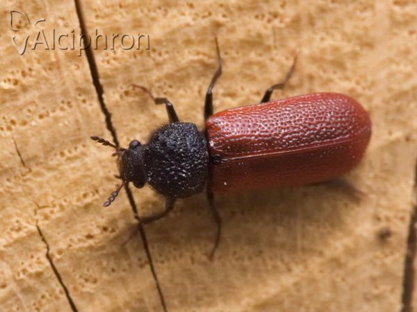 Bostrichus capucinus