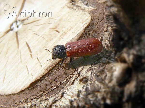 Bostrichus capucinus