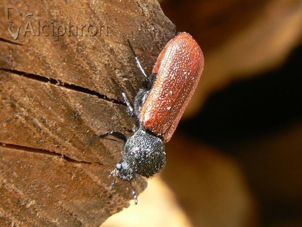 Bostrichus capucinus