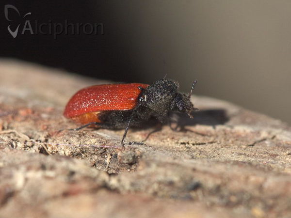Bostrichus capucinus