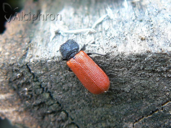 Bostrichus capucinus