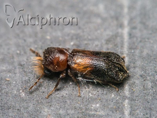 Scobicia chevrieri