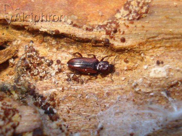 Bothrideres bipunctatus