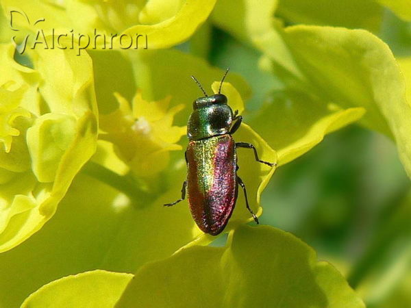 Anthaxia fulgurans