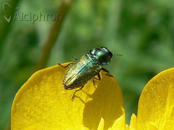 Anthaxia fulgurans