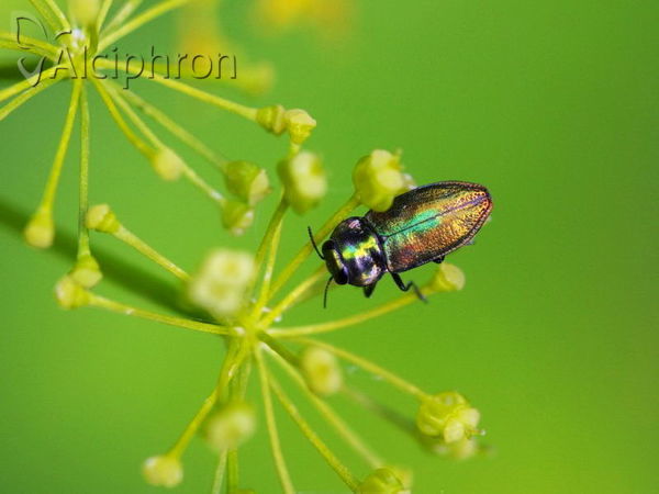 Anthaxia fulgurans