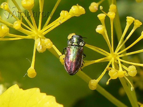Anthaxia fulgurans