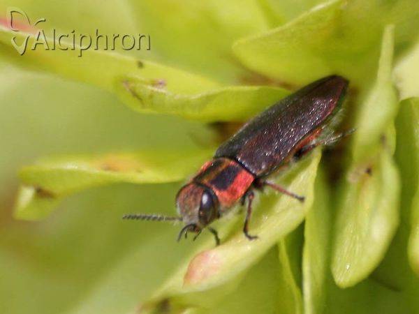 Anthaxia manca